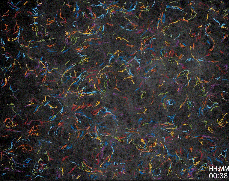 Example of cell trajectories extracted from a time-lapse movie. Each bright white dot is one cell, with a randomly colored trajectory path showing the cell’s previous positions. For each high-fluorescent cell there are approximately 2,500 low-fluorescent cells surrounding it. Ellipses indicate aggregate positions detected using the weak florescence of the surrounding cells